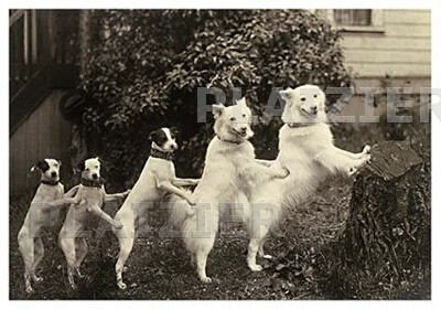 5 petits chiens, USA, 1920 (P6014)