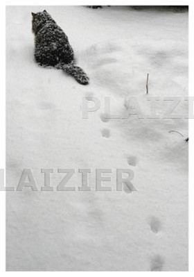 snowcat (p 5701)