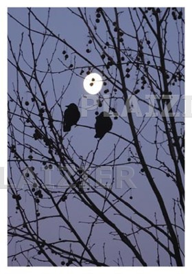 2 oiseaux au clair de la lune (P6141)
