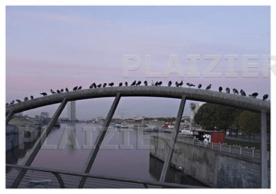 Pigeons on Pont de Laeken, Brussels (P6179)
