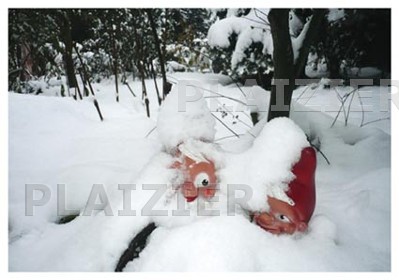 Nains de jardin sous la neige (p6213)