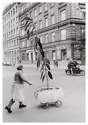 Ongewoon transport van een plant, Wenen 1954 (p 6170)