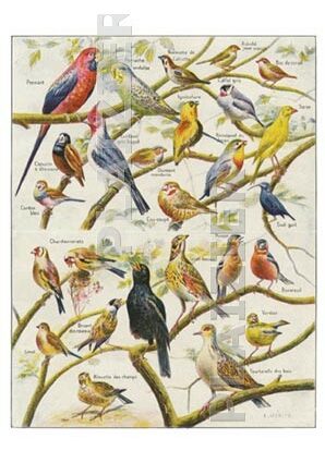 Aviary birds, Larousse Ménager, 1926 (P6282)